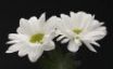 Tapety na plochu - Two white flowers