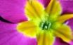 Tapety na plochu - Tulip close up