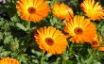 Tapety na plochu - Orange flowers