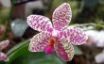 Tapety na plochu - Lonely orchid