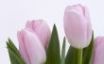 Tapety na plochu - Fresh flowers