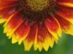 Tapety na plochu - Blanket flower