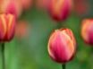 Tapety na plochu - Red tulip