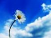 Tapety na plochu - White daisy