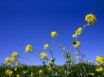 Tapety na plochu - The flowers and sky