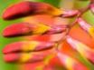 Tapety na plochu - Red flower bulbs