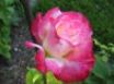 Tapety na plochu - Rose