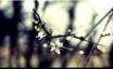 Tapety na plochu - Isolated cherry flower