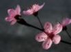 Tapety na plochu - Plum blossoming