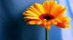 Tapety na plochu - Yellow contrast flower