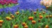 Tapety na plochu - Tulip field