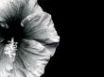 Tapety na plochu - Grey orchid