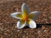 Tapety na plochu - Flower lying down