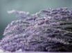 Tapety na plochu - Nice violet flowers