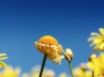 Tapety na plochu - Spring flower