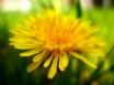 Tapety na plochu - Sweet dandelion