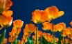 Tapety na plochu - Affectionate Tulips