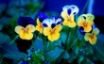 Tapety na plochu - Pansies