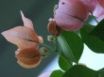 Tapety na plochu - Pink Green