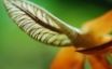 Tapety na plochu - Ear Leaf