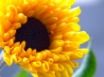 Tapety na plochu - Summer Flower