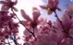 Tapety na plochu - Magnolia