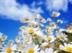 Tapety na plochu - Spring Daisy