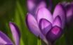 Tapety na plochu - Crocus Spring