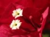 Tapety na plochu - Flowers Emoticons