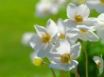 Tapety na plochu - Flowers on Gree