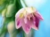 Tapety na plochu - Flower Art