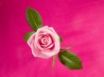Tapety na plochu - Rose in Deep Pink