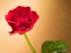 Tapety na plochu - Curly Red Rose