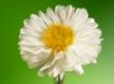 Tapety na plochu - White Flower