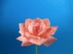 Tapety na plochu - Flower Studio