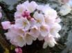 Tapety na plochu - Blossom Bunch