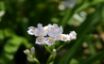 Tapety na plochu - Silky Flowers
