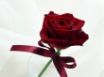 Tapety na plochu - Fancy Rose