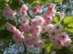 Tapety na plochu - Pink Blossoms