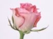 Tapety na plochu - Pink Rose