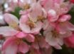 Tapety na plochu - Apple Flowers