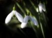 Tapety na plochu - Spring Symbol