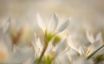 Tapety na plochu - Spring Flower Bloom