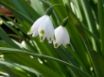Tapety na plochu - Quiet Snowdrops