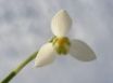 Tapety na plochu - Snowdrop Head