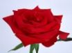Tapety na plochu - Open Rose