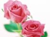Tapety na plochu - Roses on White