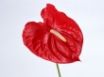 Tapety na plochu - Red Anturium
