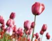 Tapety na plochu - Tulips