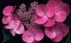 Tapety na plochu - Pink in Shadow